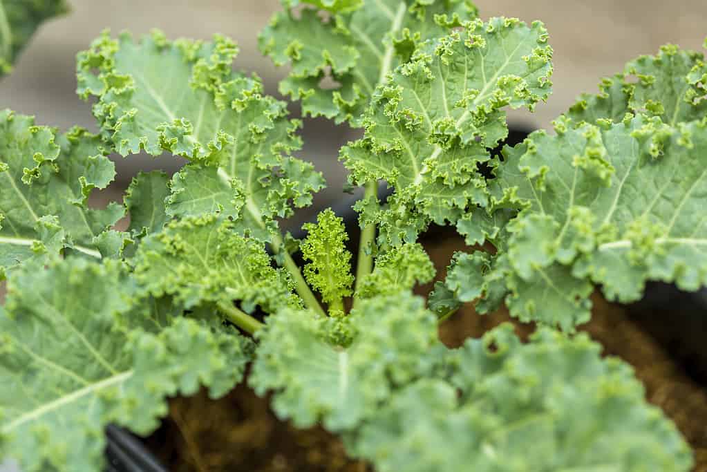 Kale, Close-up of garden with young Kale leaves.