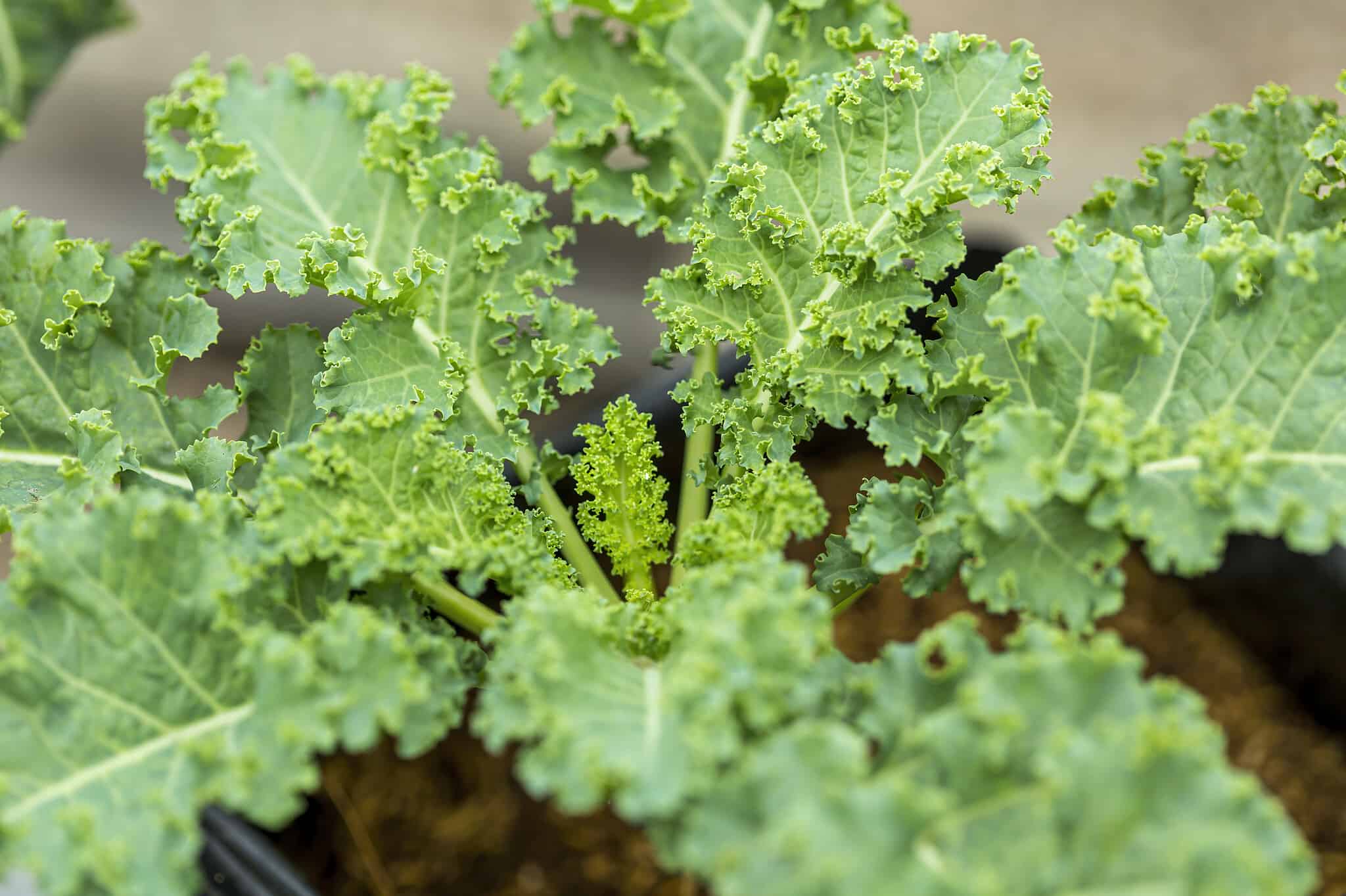 5 Clear Signals Your Kale Is Ready to Be Harvested (Plus Tips on