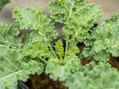 A 5 Clear Signals Your Kale Is Ready to Be Harvested (Plus Tips on Storing Them) 