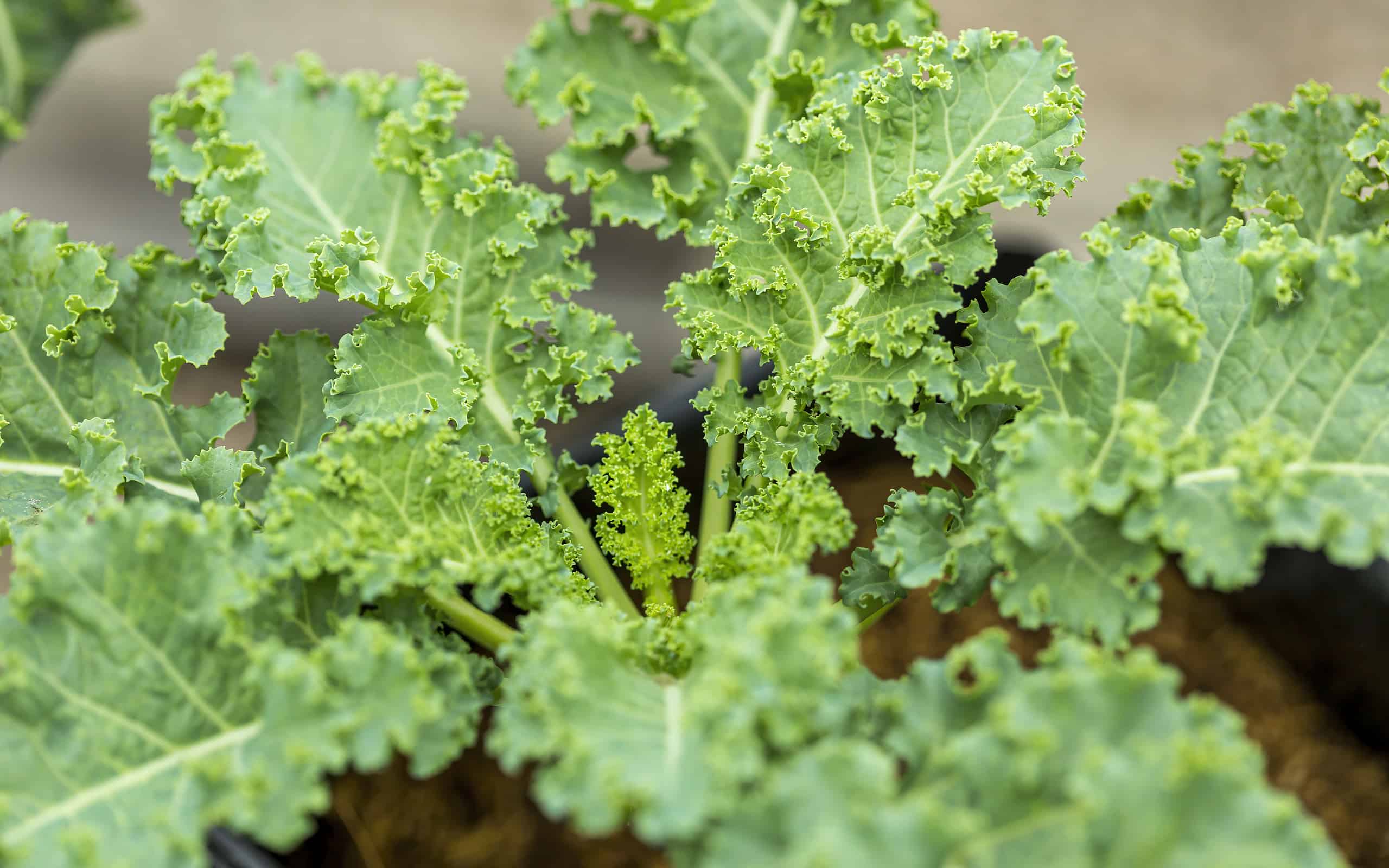 Kale is a perfect plant for your bearded dragon's diet and home.