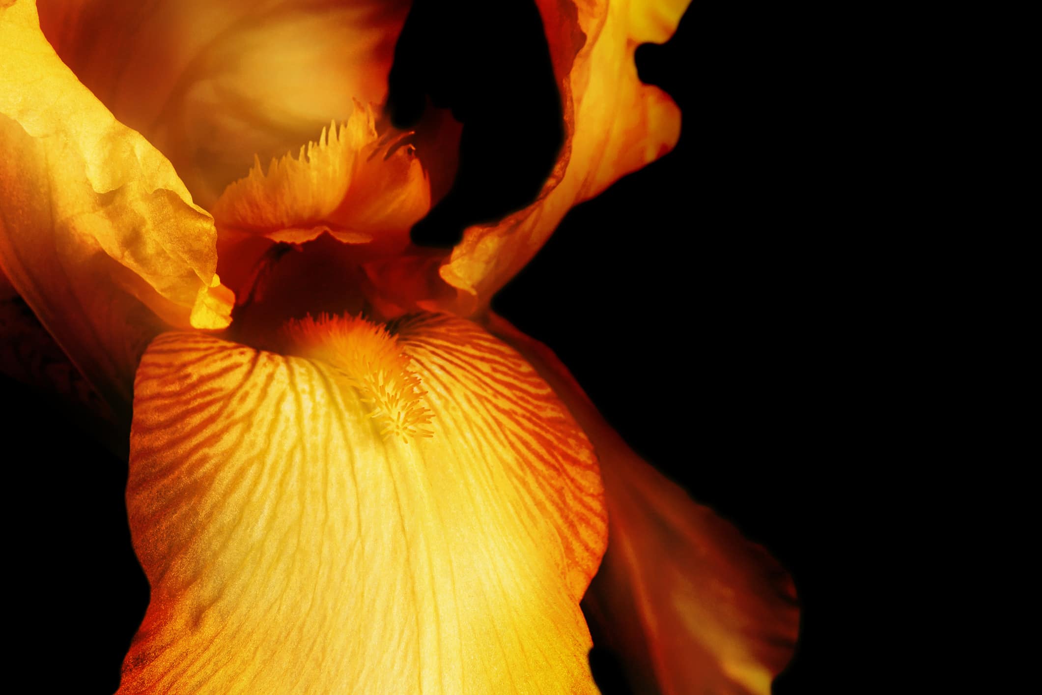 Beautiful yellow fleur-de-lis, Iris flower, isolated on black background.