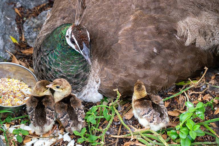 Peachick Babies, Baby peacocks