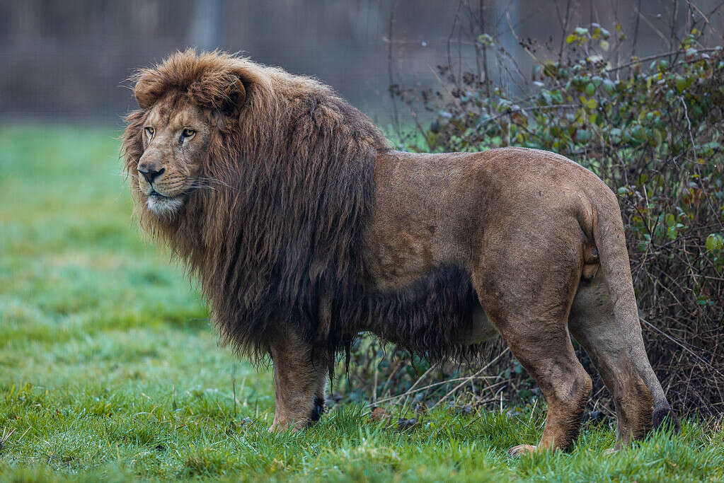 Lion resting in the meadow