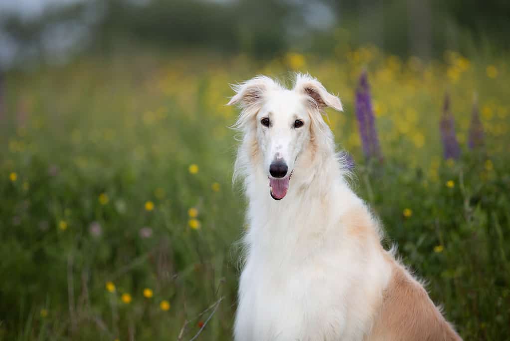 Portrait of beautiful dog breed russian borzoi sitting in the green grass and yellow buttercup field in summer at sunset