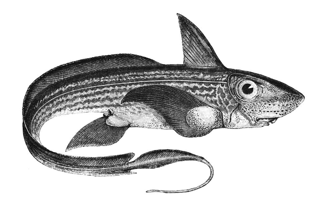 Chimaera Fish