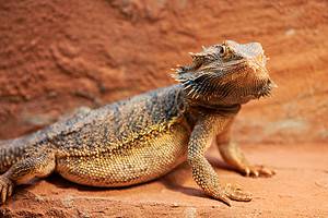 The Cheapest Pet Reptiles – The 12 Most Affordable Options Picture