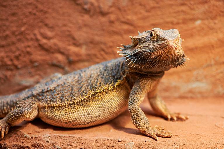 pregnant bearded dragon in a terrarium is looking at camera