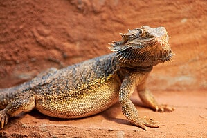 10 Common Reasons Your Bearded Dragon Is Closing Its Eyes Picture