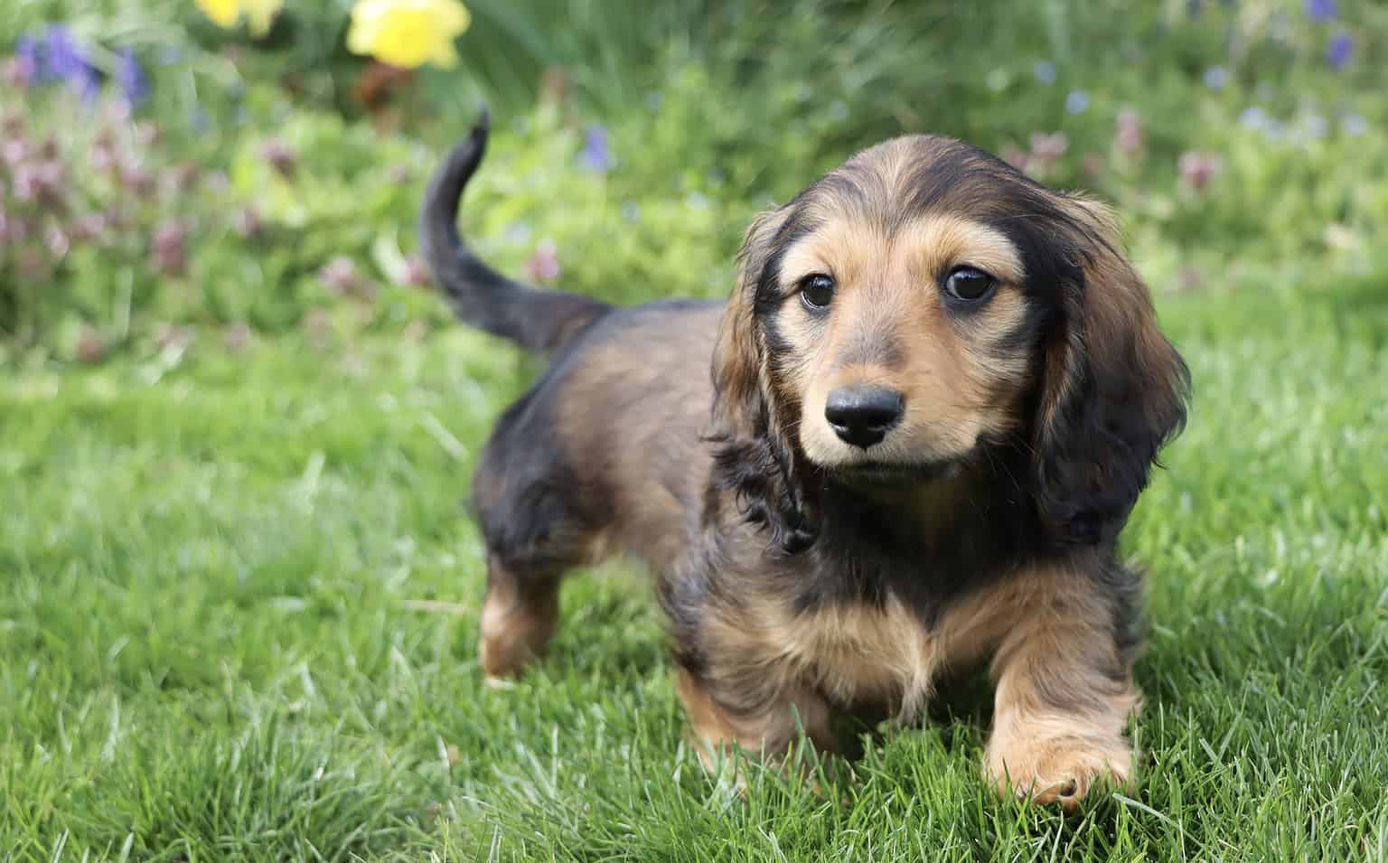 Mini Dachshund Size Growth Chart And Milestones A Z Animals