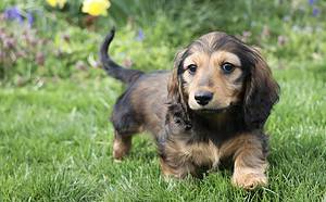 Mini Dachshund Progression: Growth Chart, Milestones, and Training Tips Picture