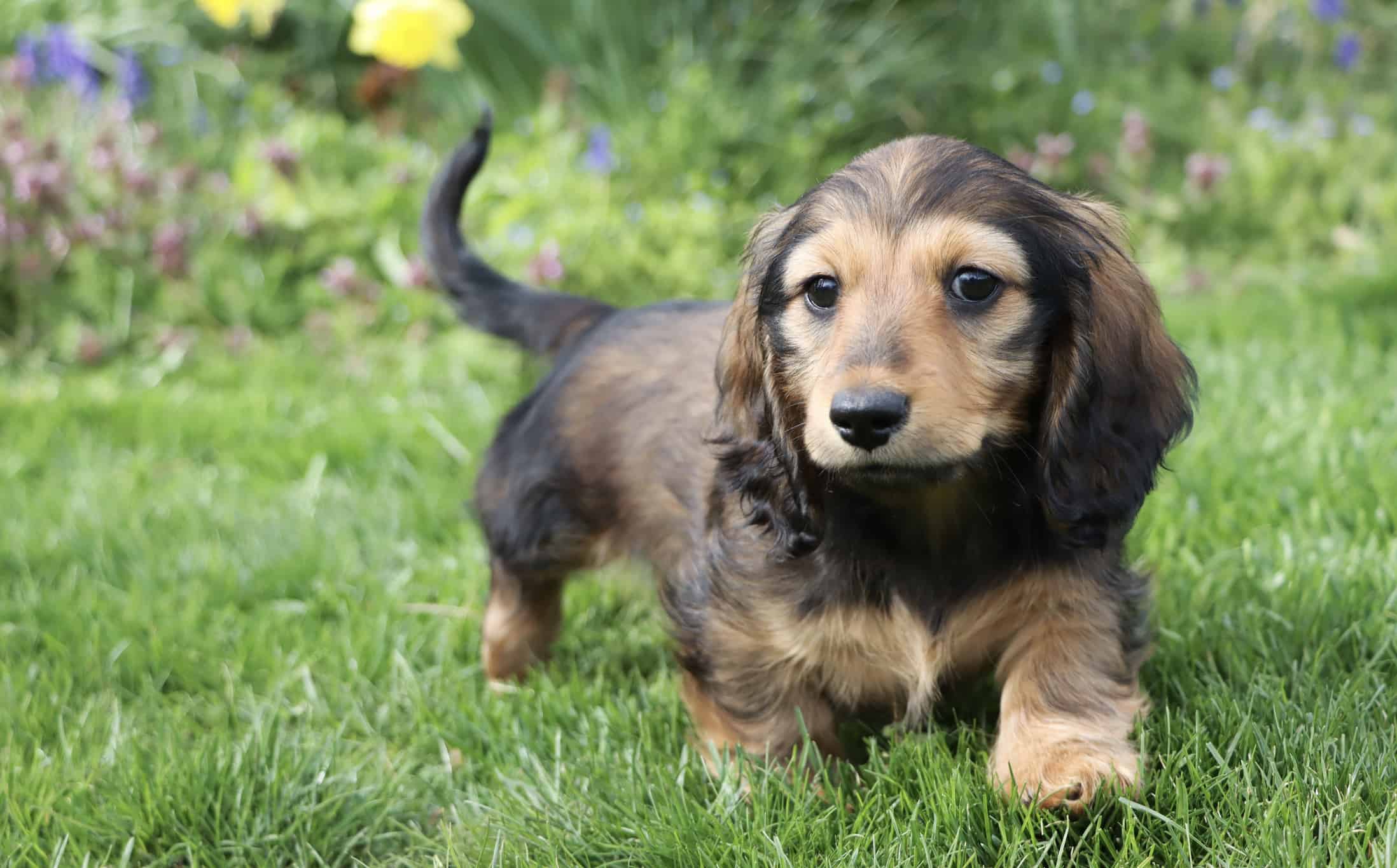 Long Haired Miniature Dachshund Puppy