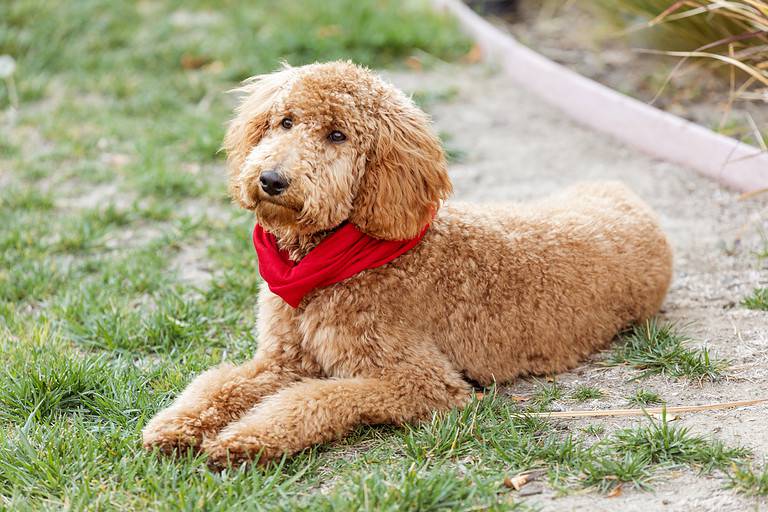 The 9 Most Common Health Problems in Goldendoodles AZ Animals