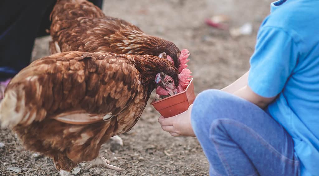 Close Up Shot The little boy's hand feeding chickens at a chicken farm.