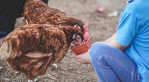 How Long Can Chickens Go Without Food? photo