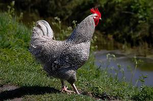 Holland Chicken: Origin, Characteristics, Price, and More! Picture