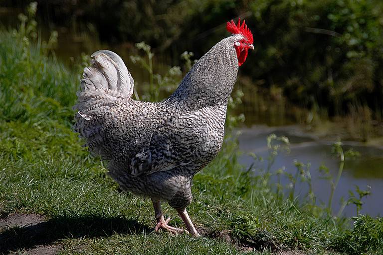 Holland chicken