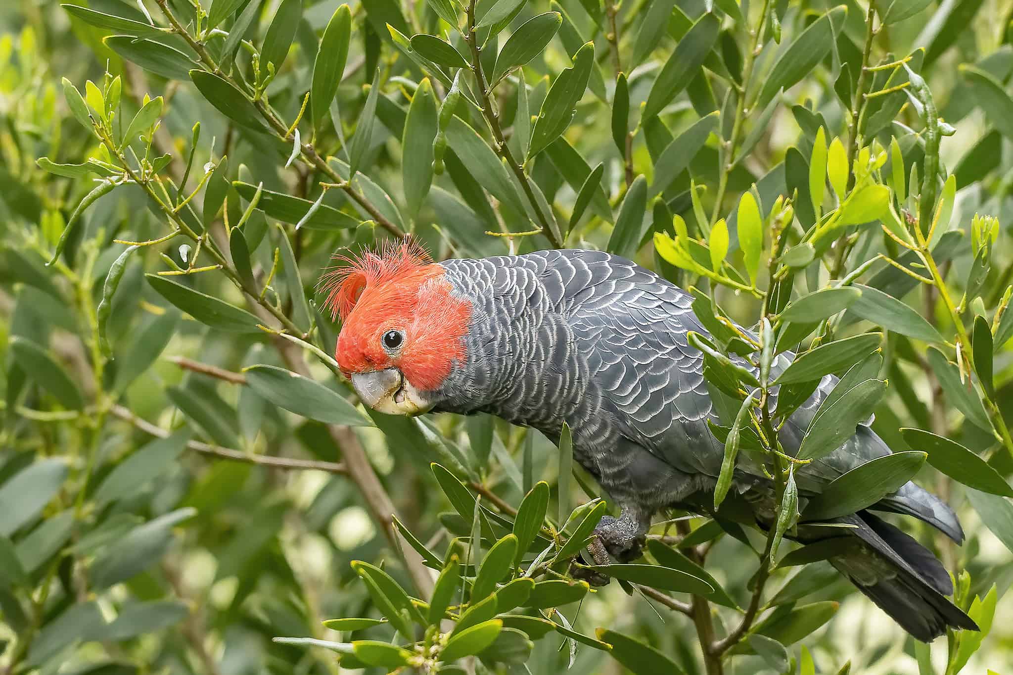 Cockatoo Colors: Rarest to Most Common - A-Z Animals