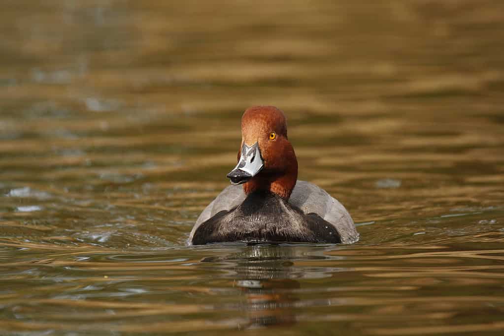 Front view of a Redhead duck (Aythya americana)