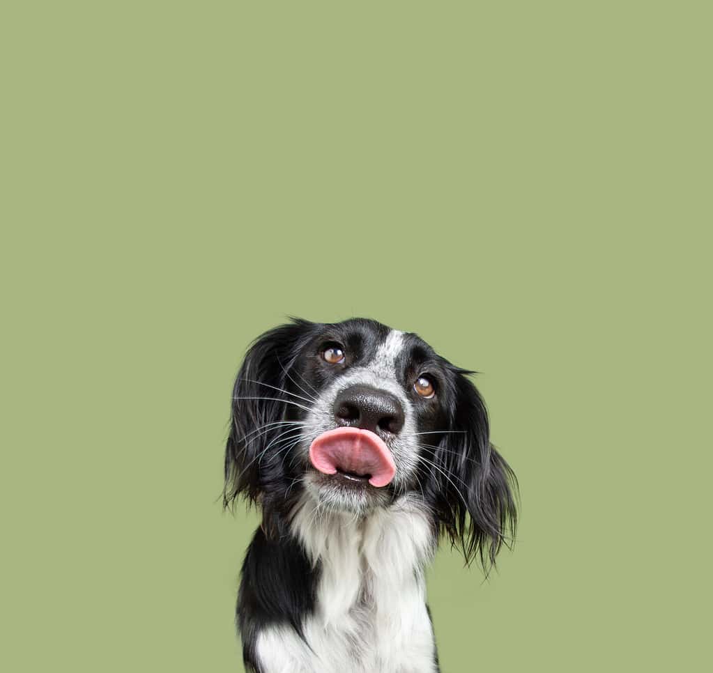 Portrait cute puppy dog licking its lips looking at camera. Isolated on green background