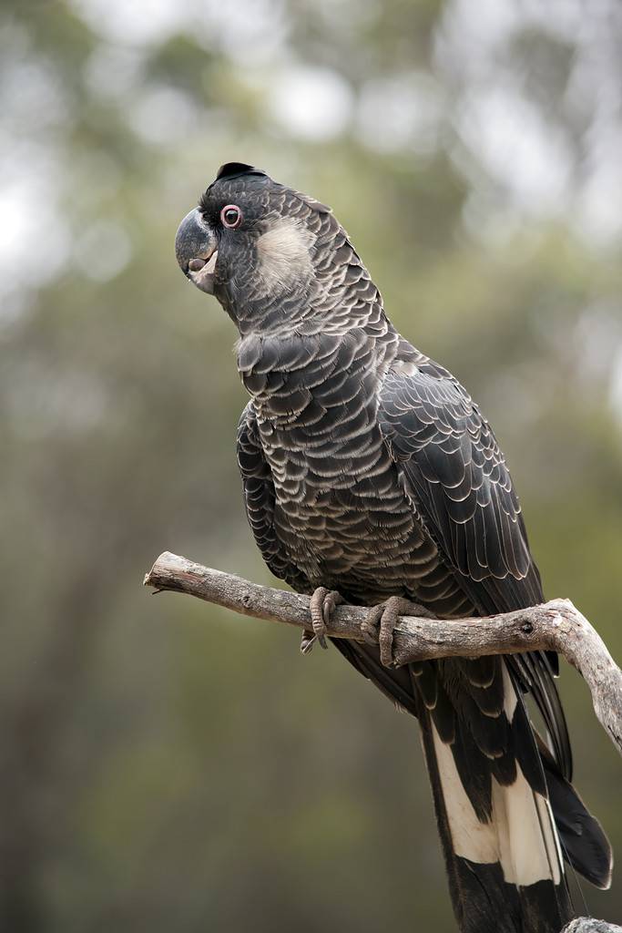 the white tailed black cockatoo is on a perch