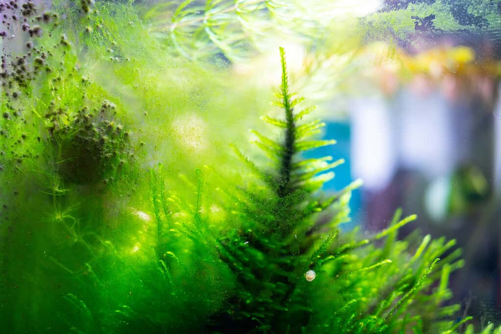 Theodoxus snail cleans a dirty aquarium overgrown with algae