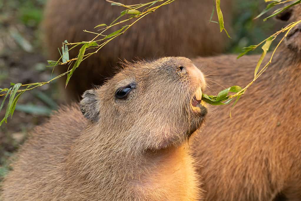Baby capybara eating plants