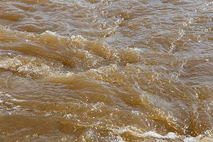 What Is Brown Tide? Is It Dangerous? Picture