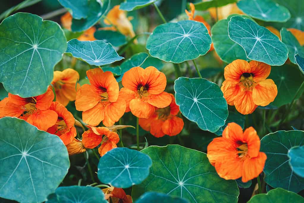 Nasturtiums are perfect plants for your bearded dragon's tank
