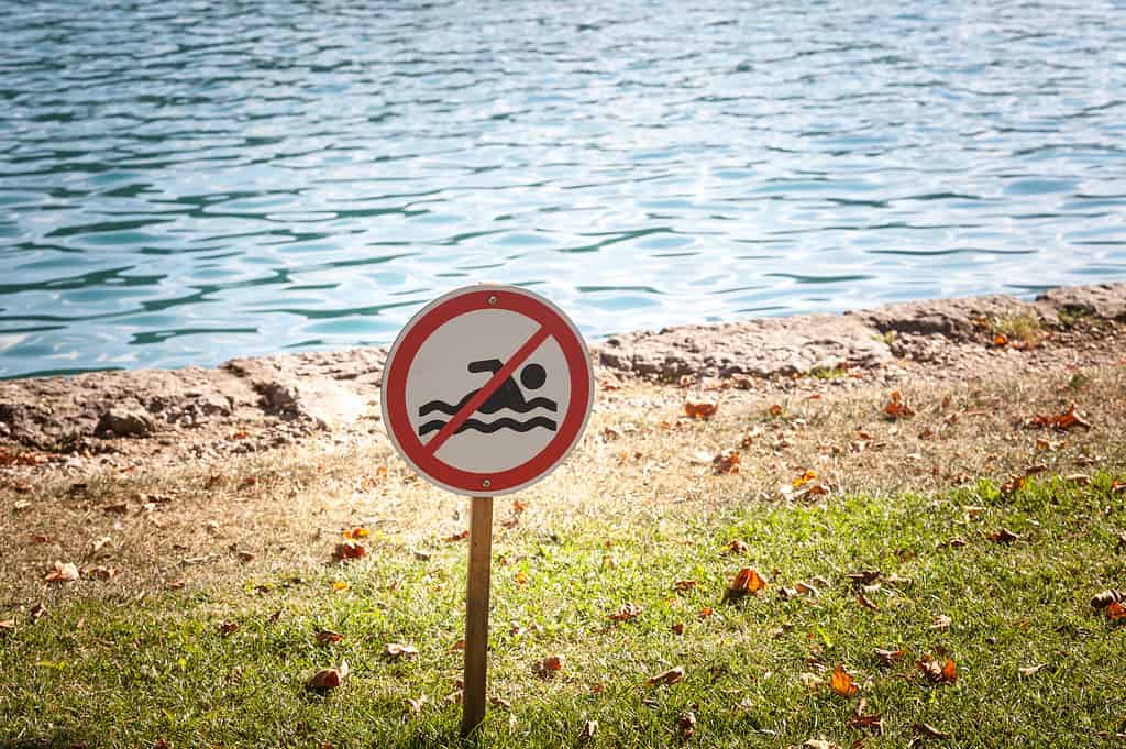 Selective blur on a standard no swimming sign on a lawn, in front of a water, a lake, indicating that it's forbidden to swim in these waters due to several dangers.
