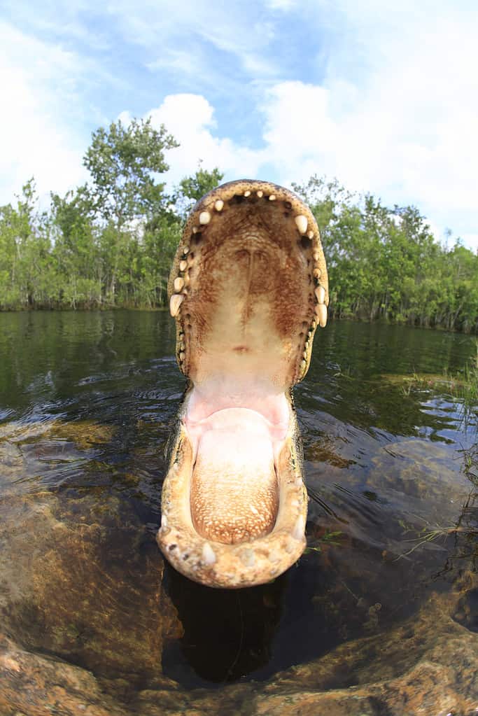 Alligator in the  Everglades swamp