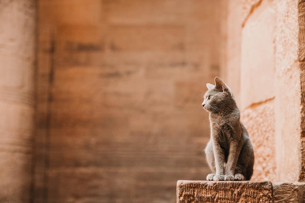 Cat in the temple