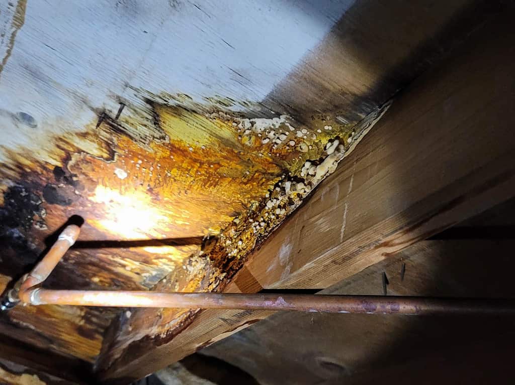 Yellow Mold in Crawlspace