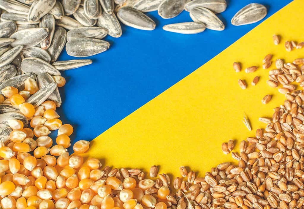 Wheat grains, corn and sunflower seeds on the yellow and blue flag of Ukraine