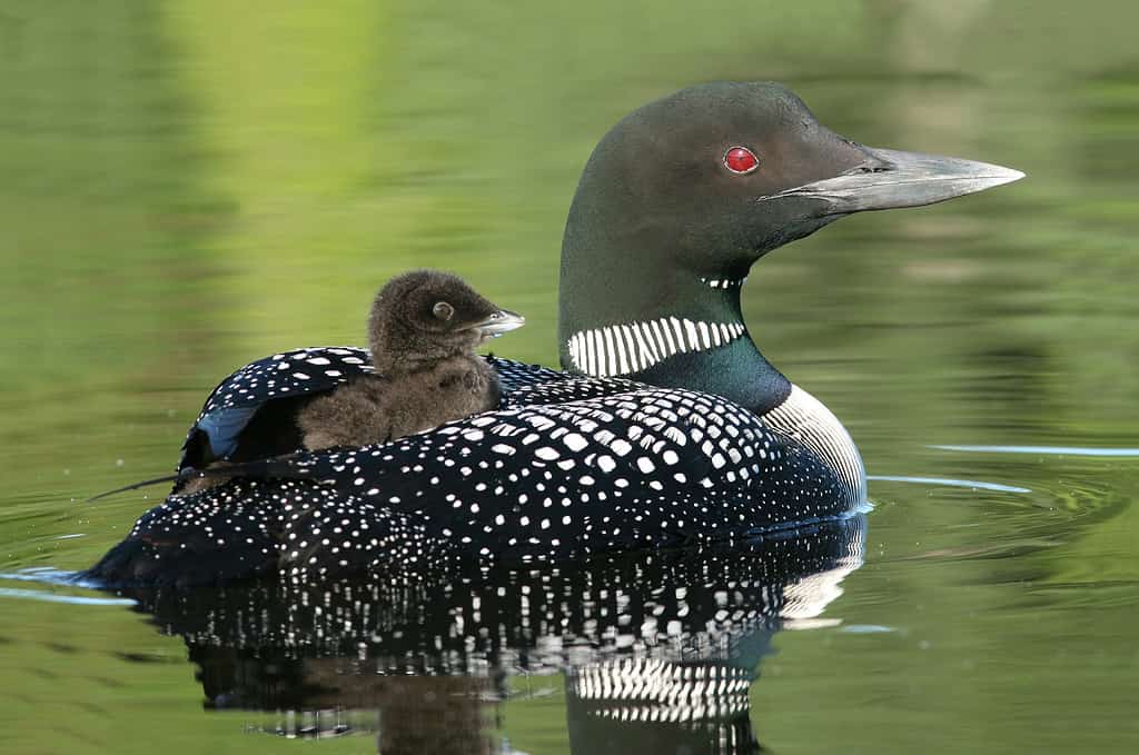 Baby Common Loon (Gavia immer) riding on mother’s back