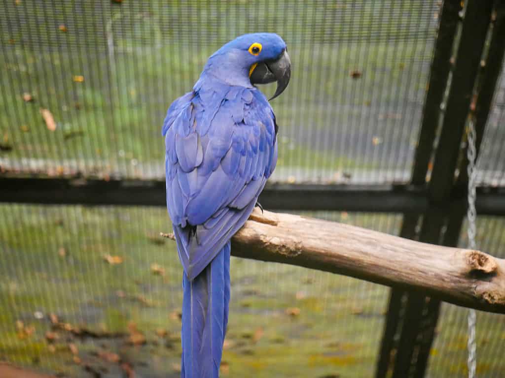 Hyacinth macaw (Anodorhynchus hyacinthinus), or hyacinthine macaw, is a parrot seated on wood log in park