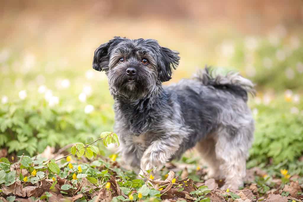 Havanese dog portrait, outside, blurred background