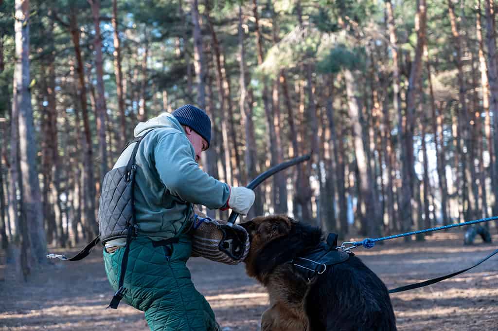 Top section of a man swinging a stick at a dog. The instructor trains dogs for patrol service. Sheepdog holds in his mouth to bite the sleeve. Blurred motion. Selective focus.