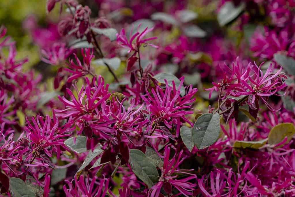 Chinese fringe flower