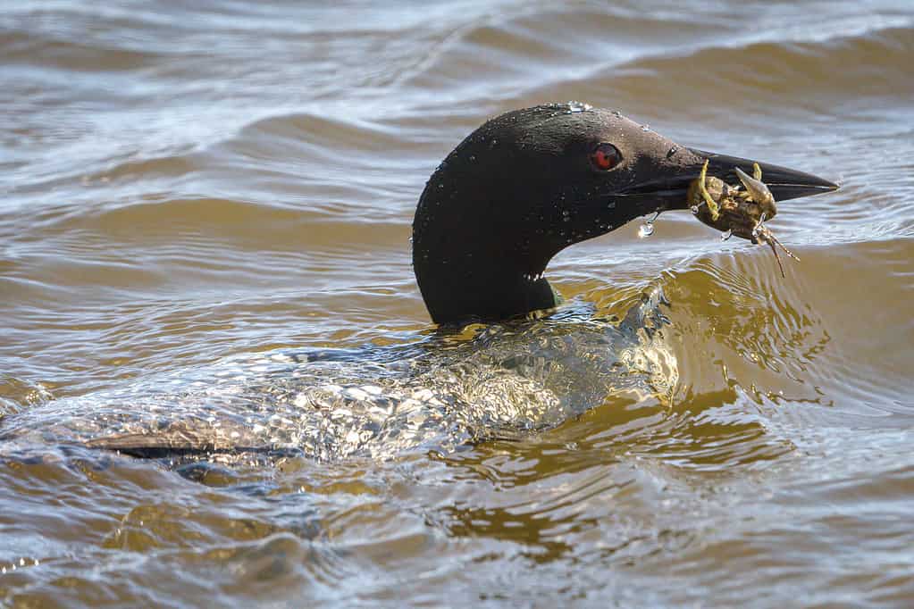 loon and crawfish