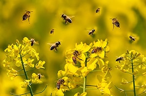 How Do Bees Communicate? Picture