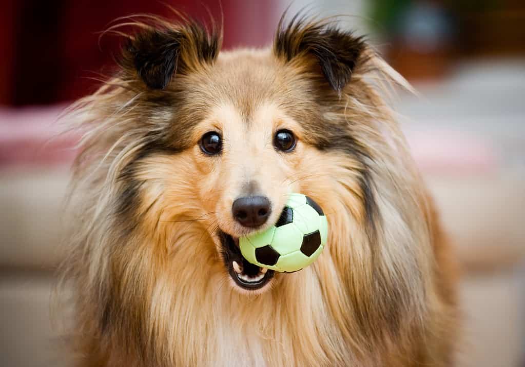 A Sheltie puppy playing with a small green and black ball