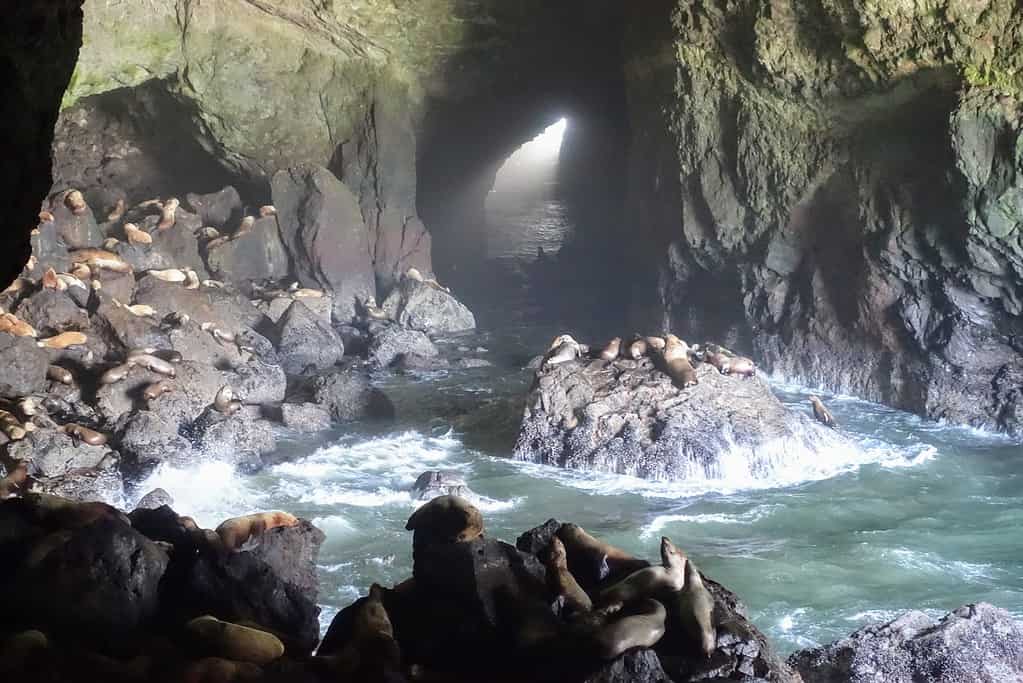 A closeup view of the california sea lions cave outside Florence, Oregon, United States, which hundreds of sea lions living inside a huge sea cave - stock photo