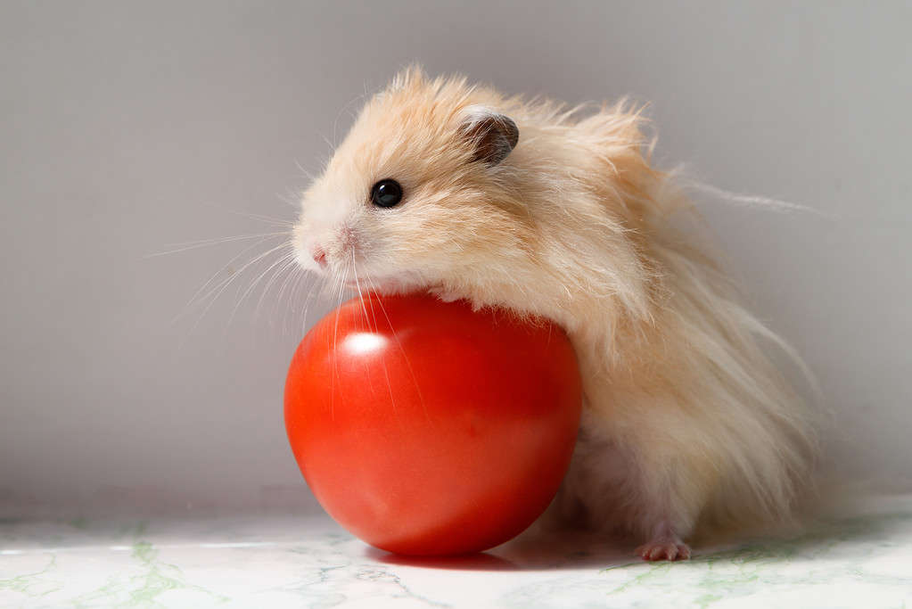 syrian hamster with tomato