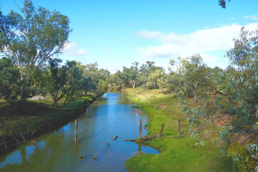 7 Most Snake-Infested Rivers in Australia - A-Z Animals