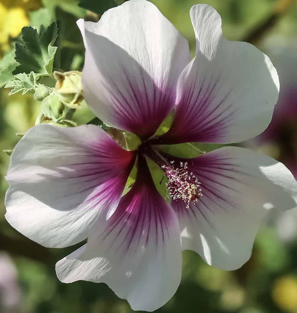 Discover the National Flower of Brazil: The Golden Trumpet - A-Z Animals