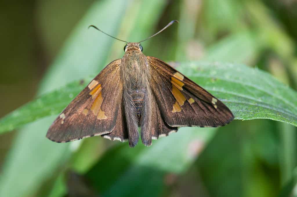 Silver-spotted Skipper butterfly on leaf