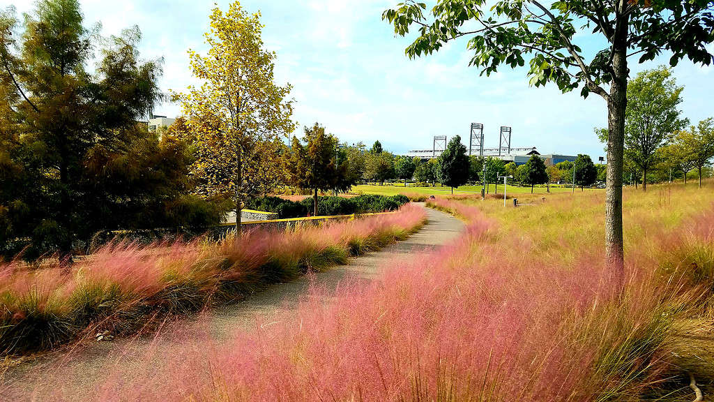 Pink Muhly Grass Path