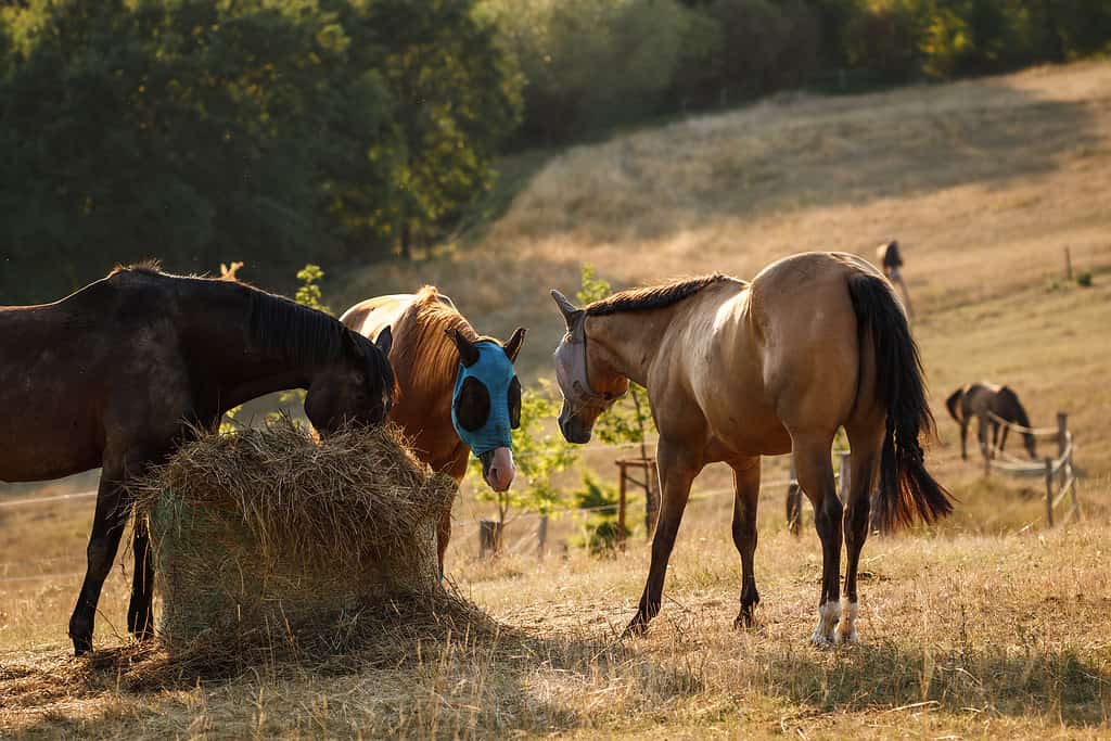 Horses on pasture with fly cover protection on head