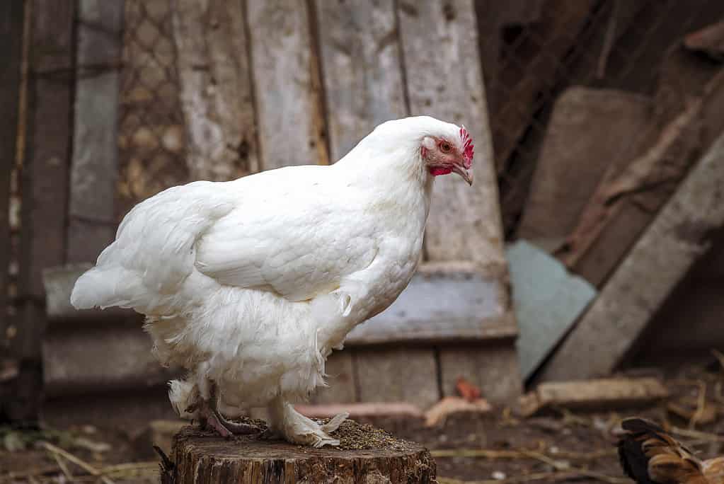 Portrait of the white orpington chicken hen  hen house nibbling on the green grass   gallus domesticus bird feeding at the farm wood fence, red comb, wearing shoes village,