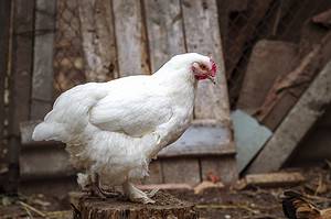 Orpington Chicken: Origin, Color Varieties, Price, and More! Picture